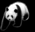 panda22.gif (48382 bytes)